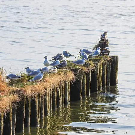 Reetdachhaus 27 Auf Usedom